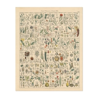 Flora Chart II Illustrations Nature Retro Science Art Print/Poster ...