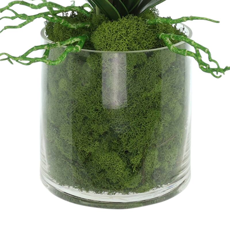 Orchids Arranged in Glass Vase with Moss - 26