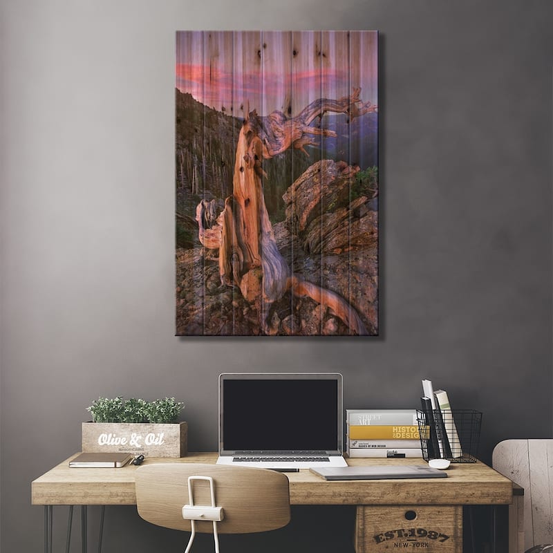 Rocky Mountains Bristlecone Pine Tree Overlooking Forest, Rocky Mountain National Park, Colorado Print On Wood by Tim Fitzharris