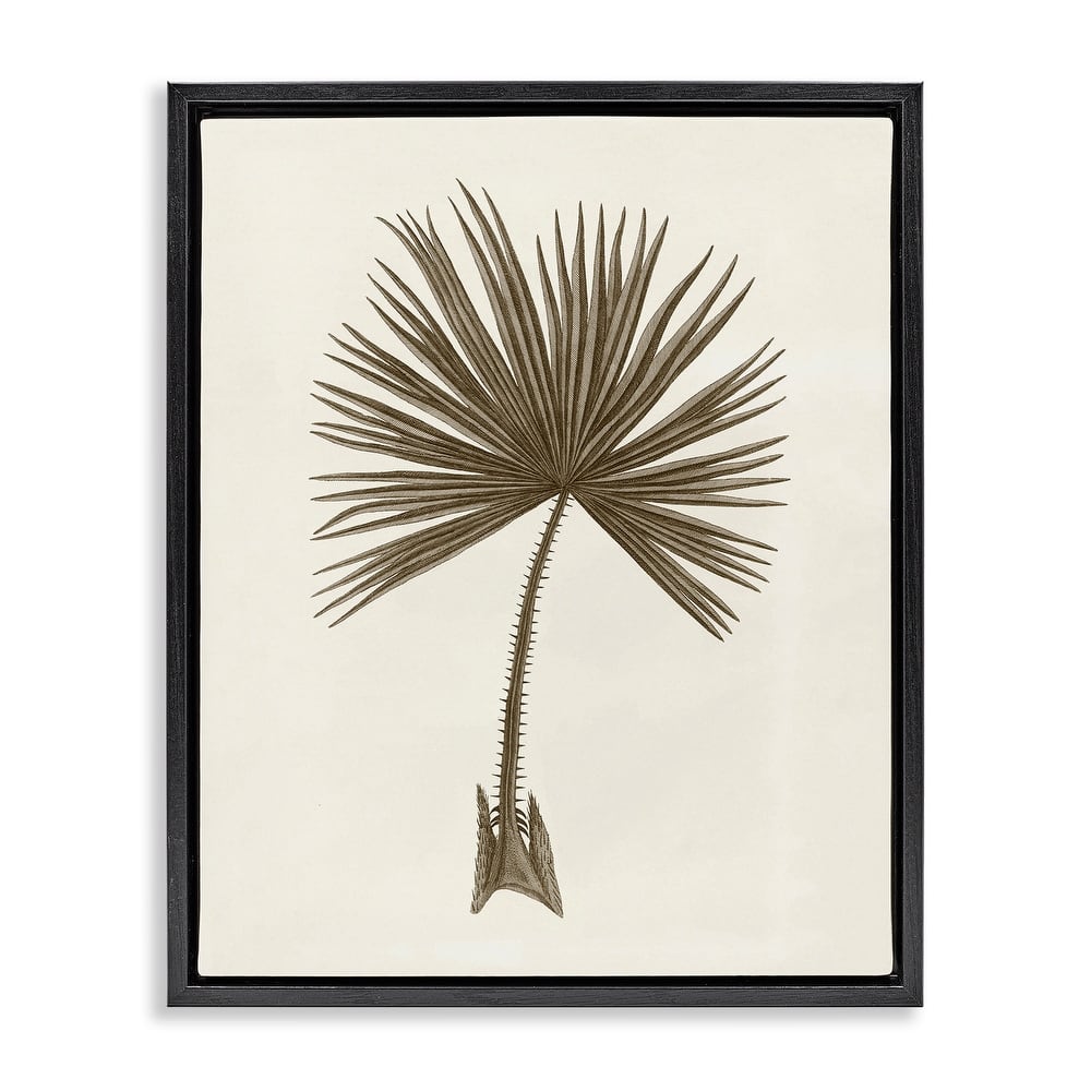 Stupell Vintage Study of Palm Leaf Framed Floater Canvas Wall Art Design By Phillipa Katz