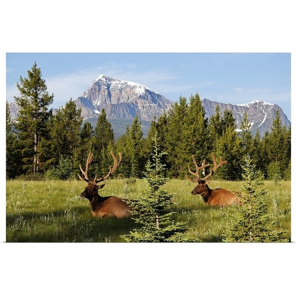 "Elks at Bow Valley, Banff Nationalpark, Alberta, Canada" Poster Print