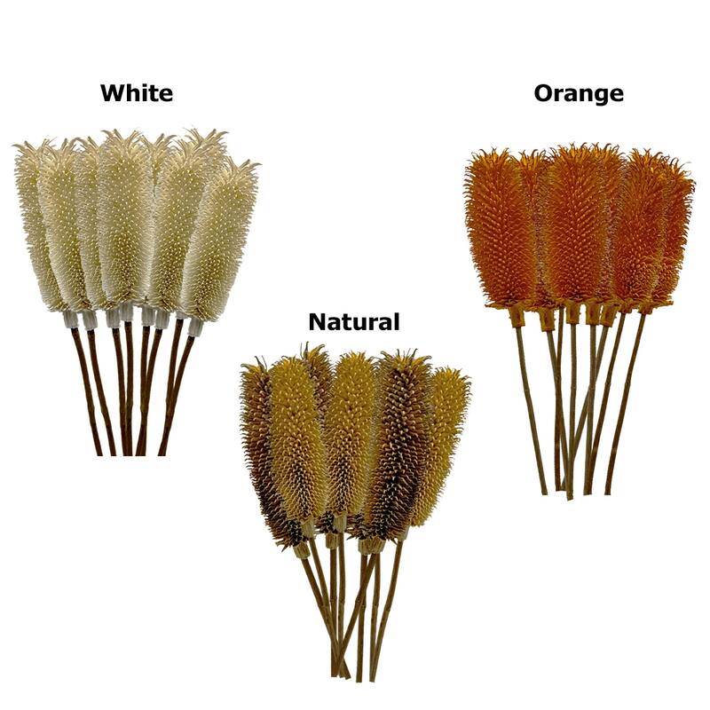 Bundle of 4 Dried Dipsacus Sativus, Teasel,20-24 inch long - 22-24 inch
