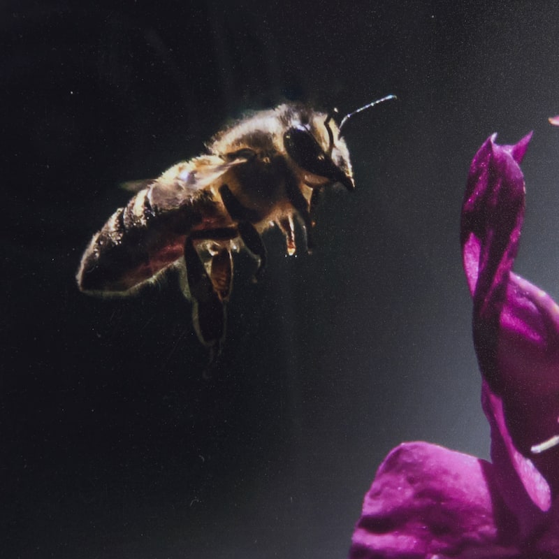 Honey Bee Framed Art Print