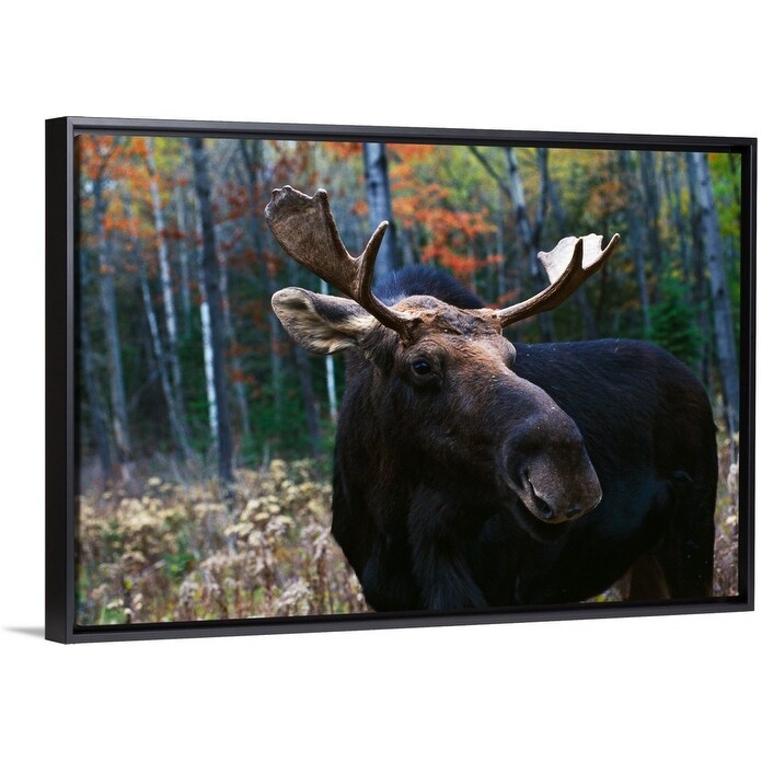 Shop Bull Moose Alces Alces At Edge Of Forest Black Float