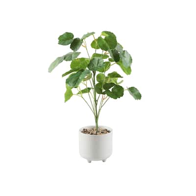 17.5""H Pilea In 4.75" Ceramic Footed
