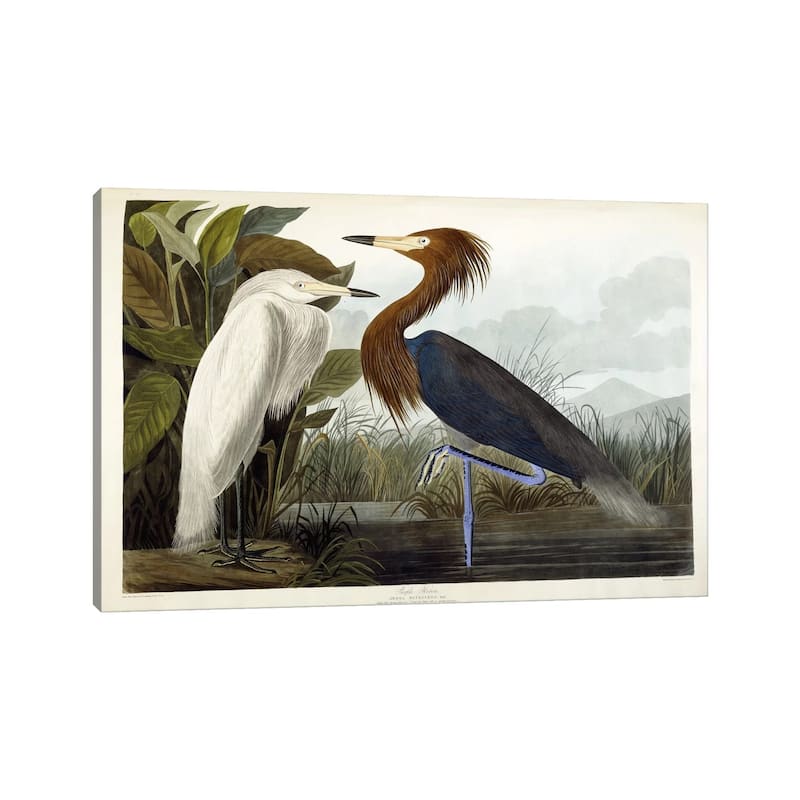 iCanvas "Purple Heron, c.1835" by John James Audubon Canvas Print