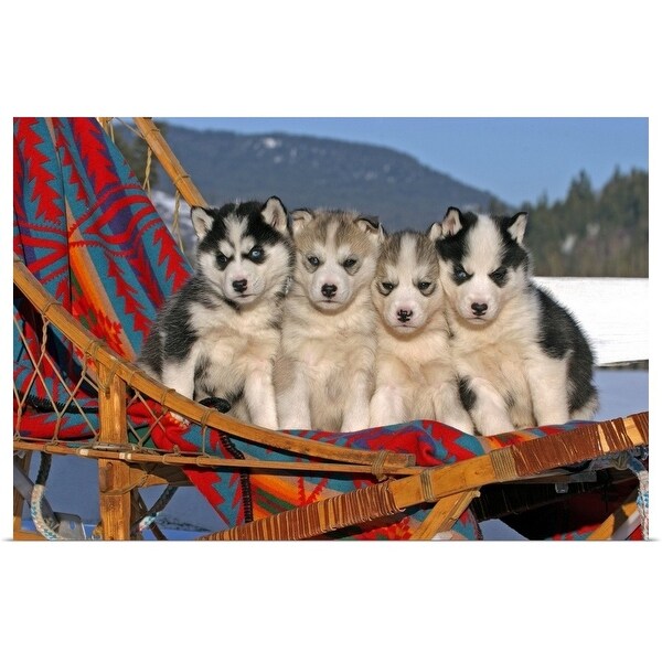 Shop Four Siberian Husky Puppies In A Dogsled Multi Ships To