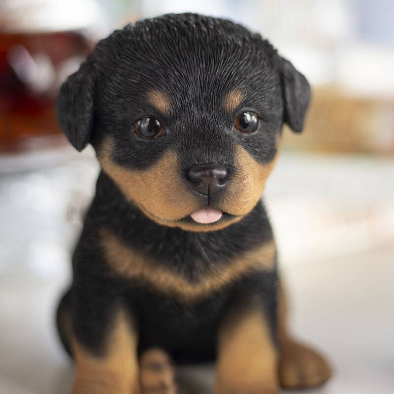 SoReal Brown Rottweiler