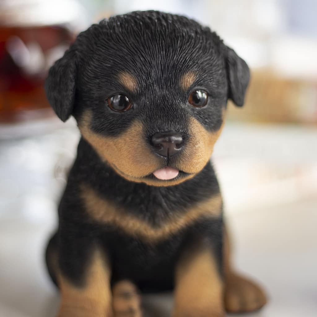 SoReal Brown Rottweiler