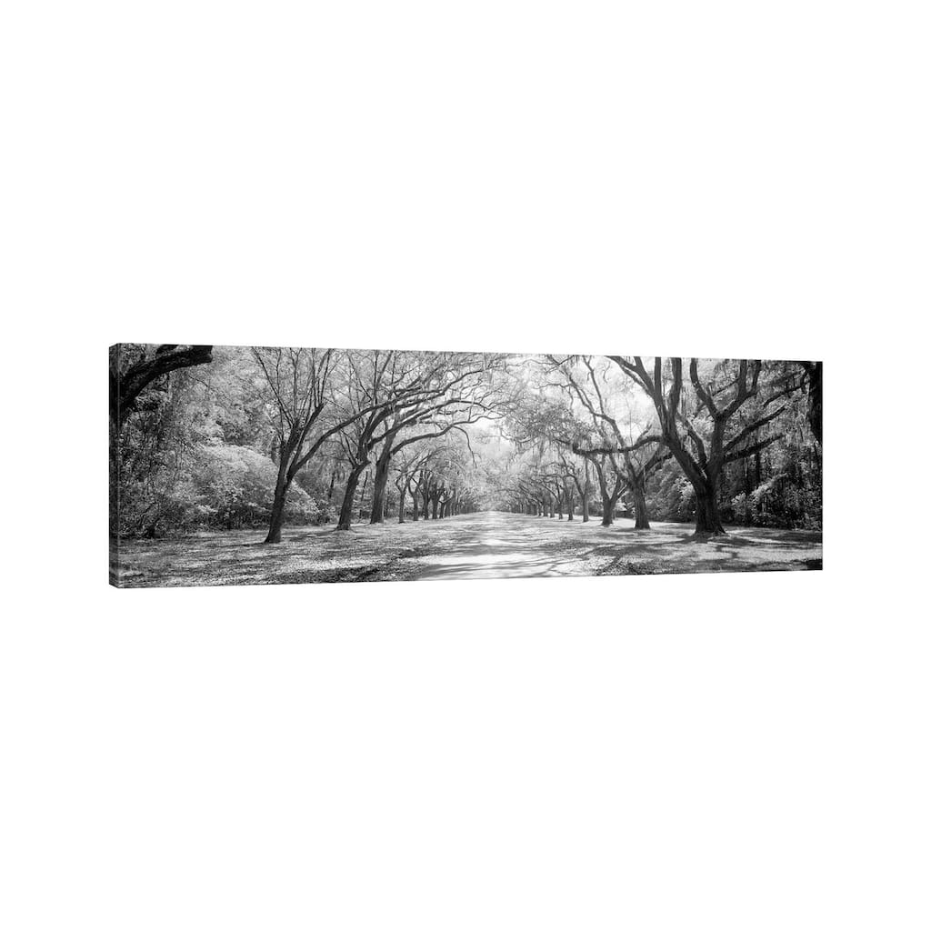 iCanvas "Live Oaks And Spanish Moss Wormsloe State Historic Site Savannah, Georgia (B&W) II" by Panoramic Images Canvas Print