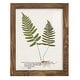 preview thumbnail 123 of 138, Nature Printed Ferns IX -Framed Print w/glass-Cherry Red 9x11 - Walnut
