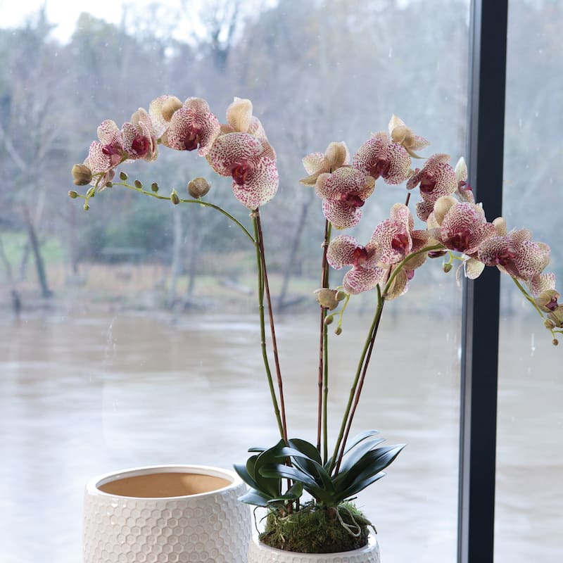 Phalaenopsis Orchid Drop-In 32"