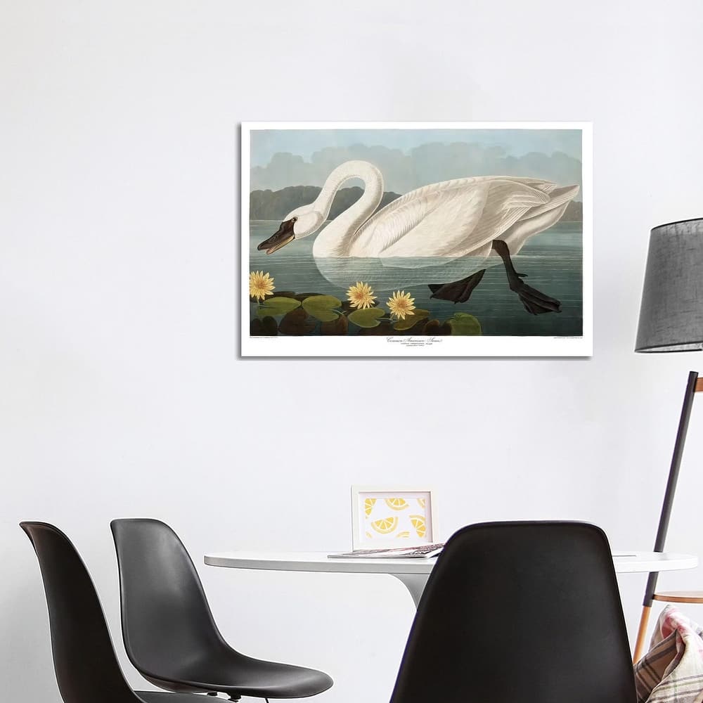 iCanvas "Common American Swan" by John James Audubon Canvas Print