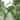 Metal Garden Arch 8.4 Ft High Pergola Arbor for Climbing Plant