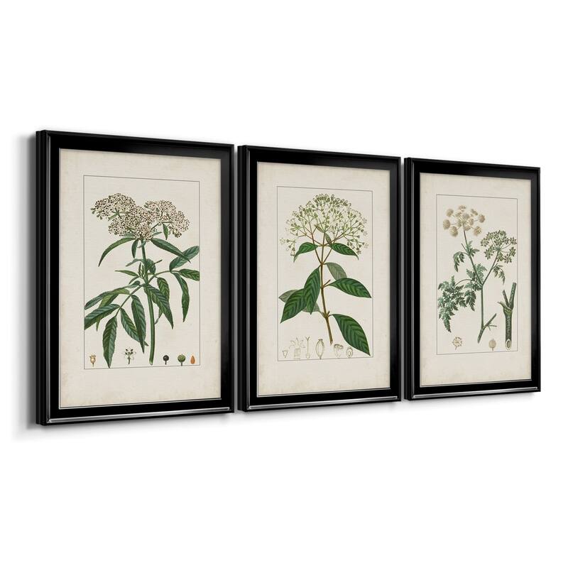 Antique Turpin Botanical VII Premium Framed Canvas - Ready to Hang - Multi-Color