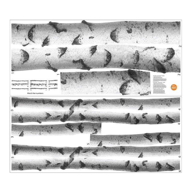 WallPops Silver Birches Wall Art Kit