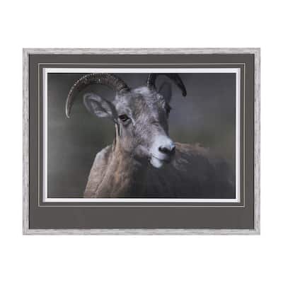 Bighorn Sheep Framed Art Print