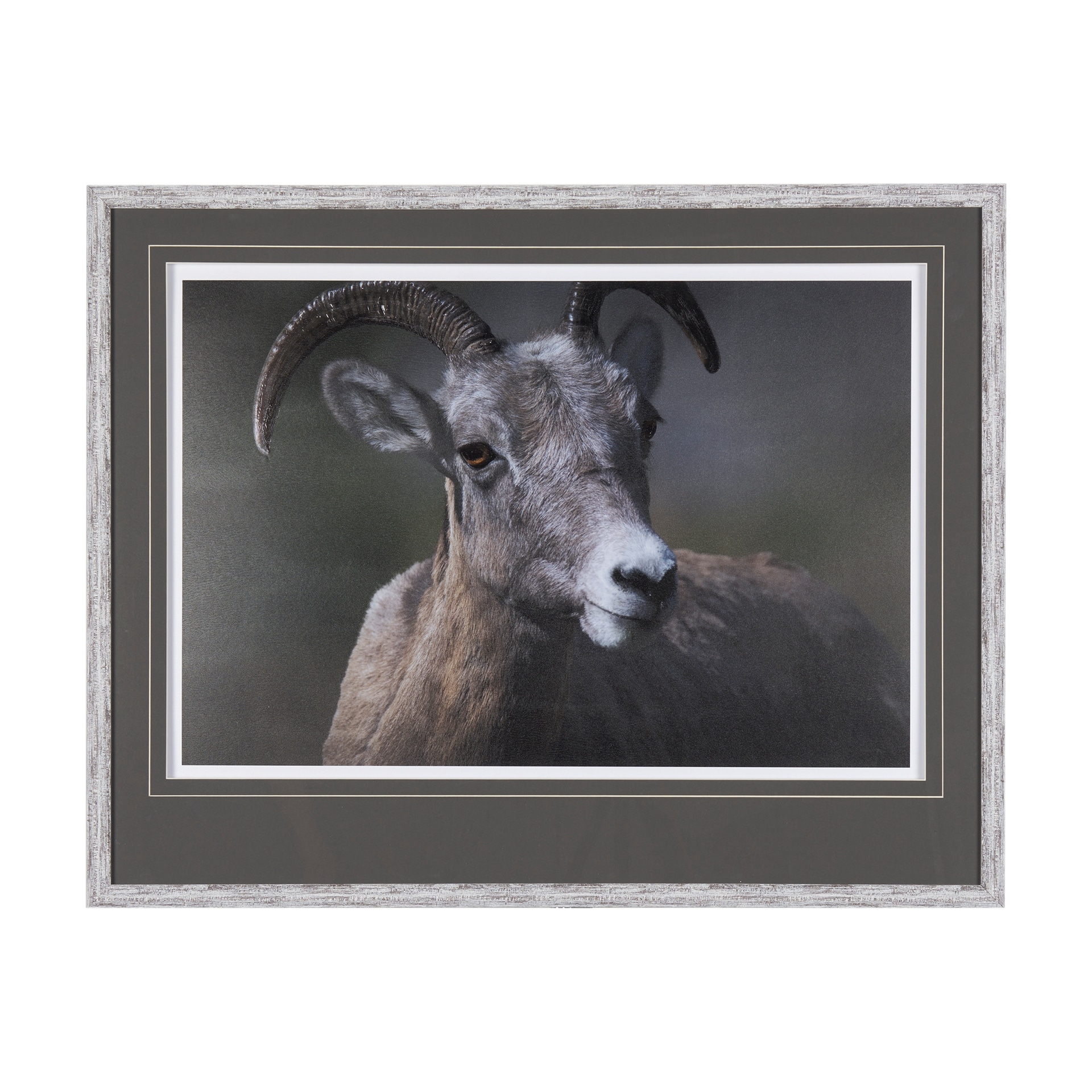 Mercana Big Horn Sheep by Chad Mackay a Hand Embellished Textured Framed Photo Art Print Matted under Glass