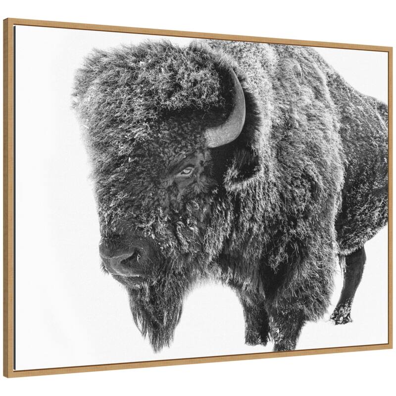 Kate and Laurel Bison in Snow Black and White by Amy Peterson Framed Canvas Wall Art Print - 42 x 32