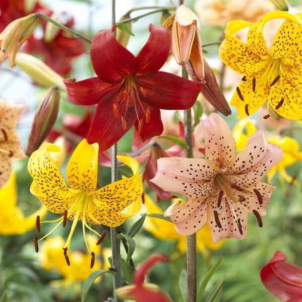 Van Zyverden Tiger Lilies Value Blend Pack Set of 18 Bulbs - Bed