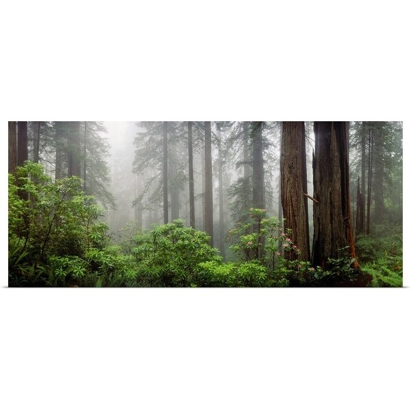 Trees In Misty Forest Multi Color