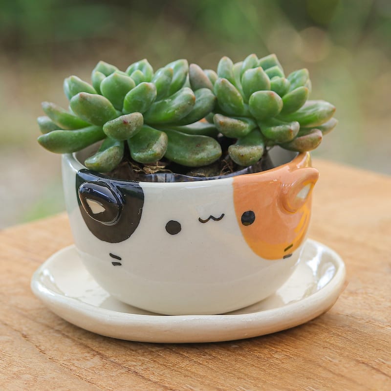 Novica Handmade Kitty Fascination Ceramic Mini Flower Pot