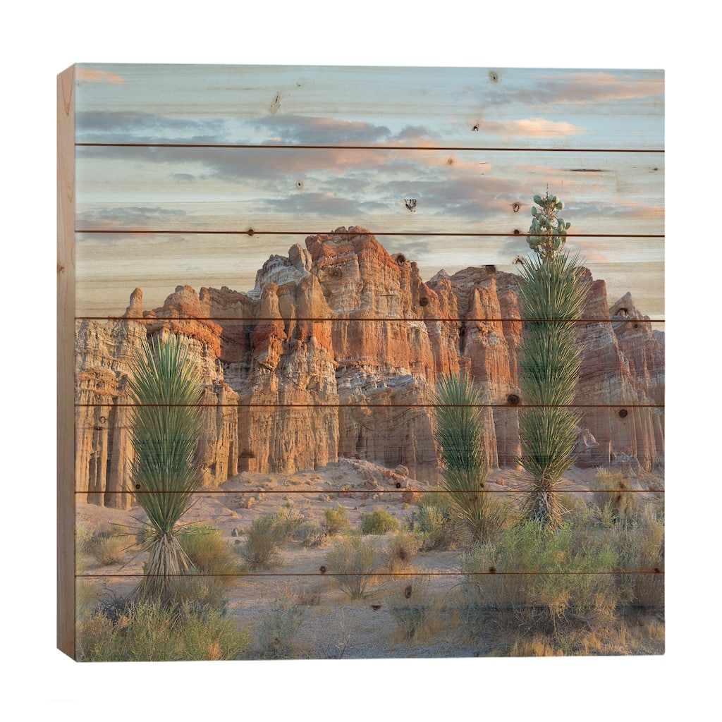 Joshua Tree Saplings And Cliffs, Red Rock Canyon National Conservation Area, Nevada Print On Wood by Tim Fitzharris