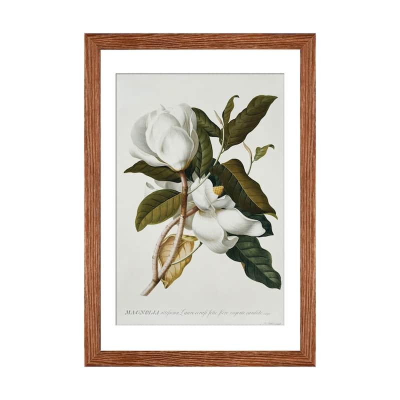 iCanvas "Magnolia," by Georg Dionysius Ehret - Gold - 24x16x1