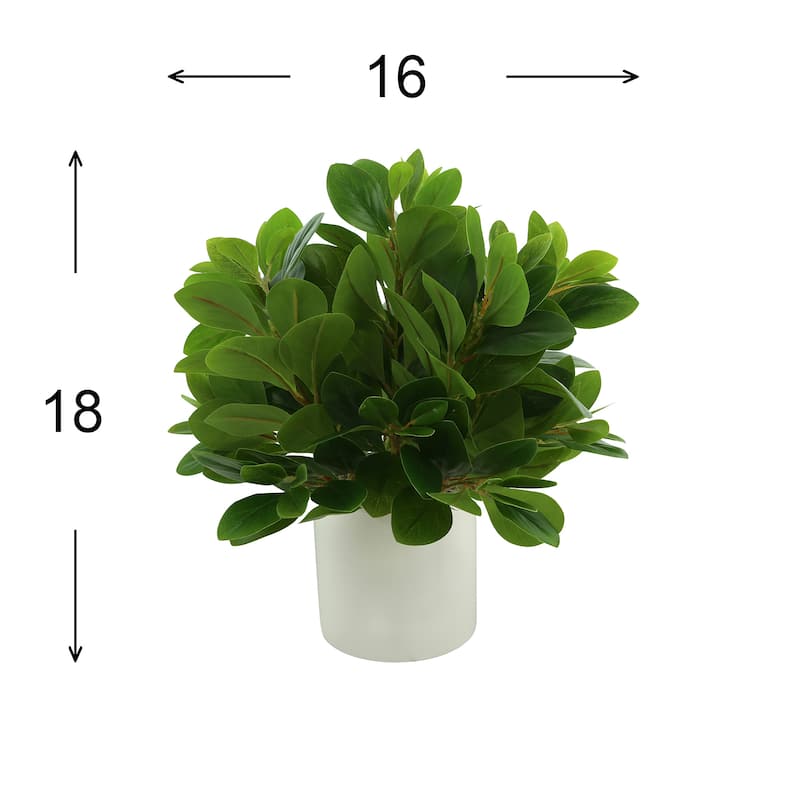 Peperomia Bush in Fiberstone Pot