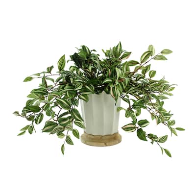 Wandering Jew Arranged in Ceramic Vase - Green