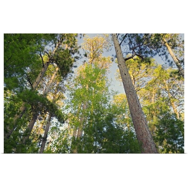 Shop Low Angle View Of Red Pine Trees Growing Along Lake