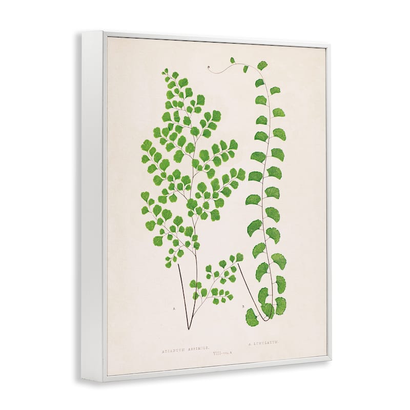Stupell Vivid Green Ferns Study Framed Giclee Art Design By Phillipa Katz