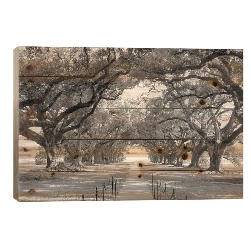 Brick Path Through Alley Of Oak Trees, Louisiana, New Orleans, USA (Black And White) I Print On Wood by Panoramic Images - 26x40x1.5
