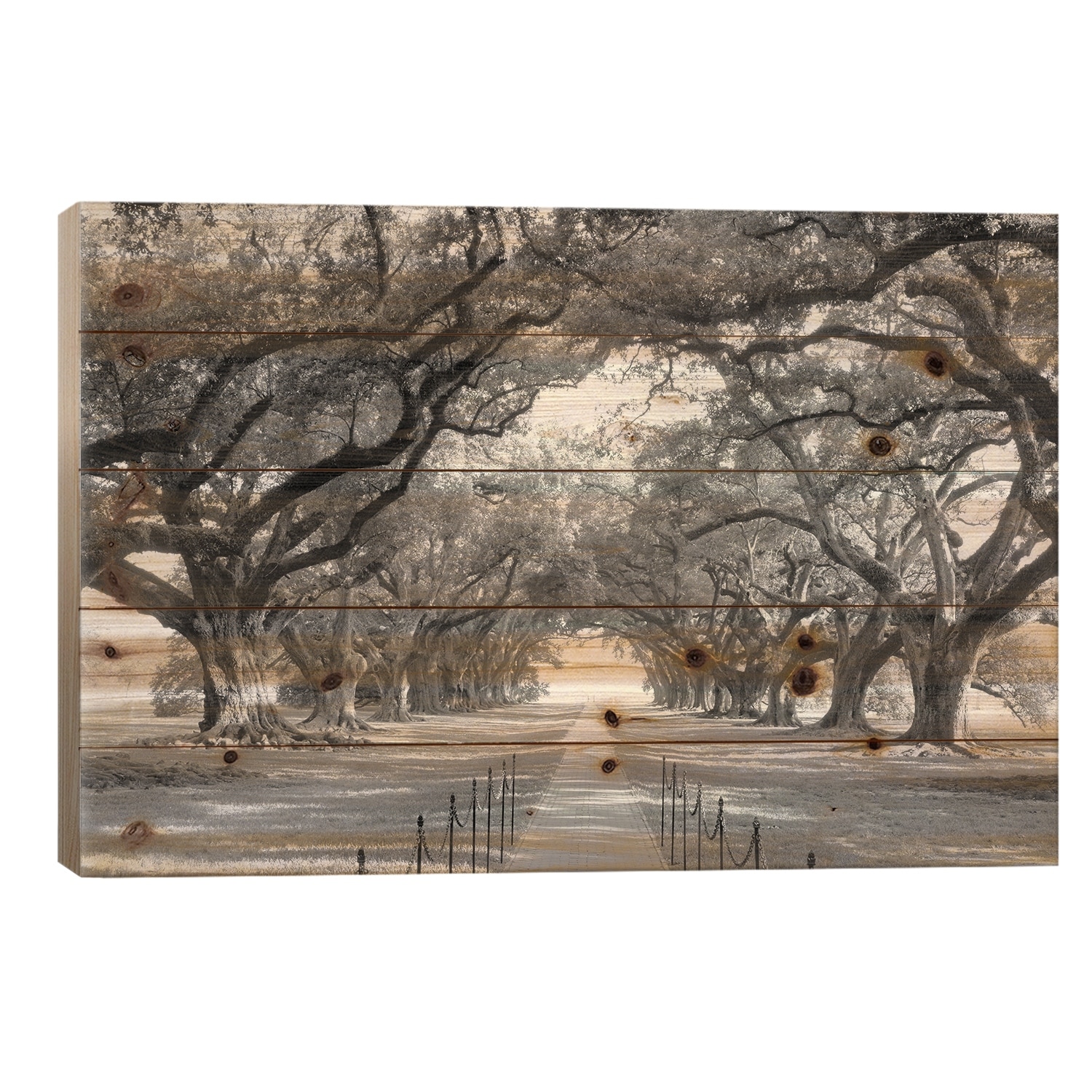 Brick Path Through Alley Of Oak Trees, Louisiana, New Orleans, USA (Black And White) I Print On Wood by Panoramic Images