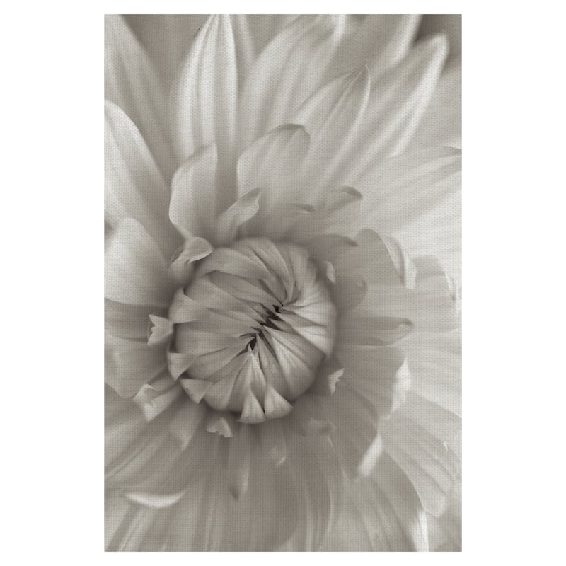 Florison #24 by Alan Blaustein Canvas Art Print