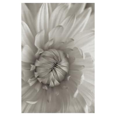 Florison #24 by Alan Blaustein Canvas Art Print