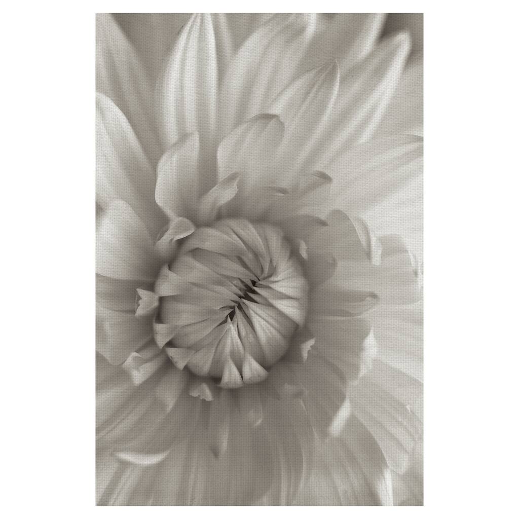 Florison #24 by Alan Blaustein Canvas Art Print