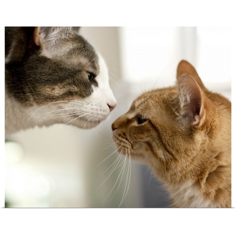 Shop Gray And White Tabby Cat And An Orange Ginger Cat Nose To