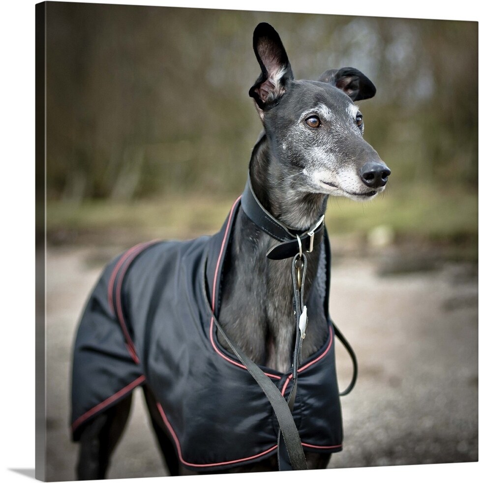 coat greyhound