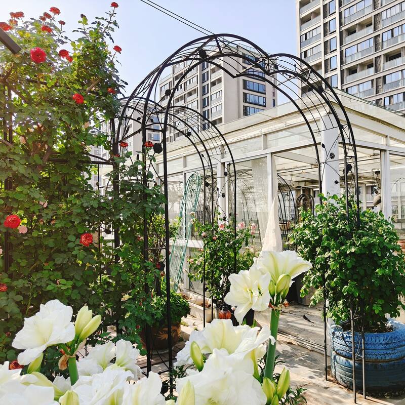 Metal arch trellis suitable for weddings and garden plant climbing
