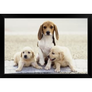 Golden Retriever Puppies And Beagle Black Framed Print On Sale Overstock 30200066