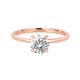 Option Rose