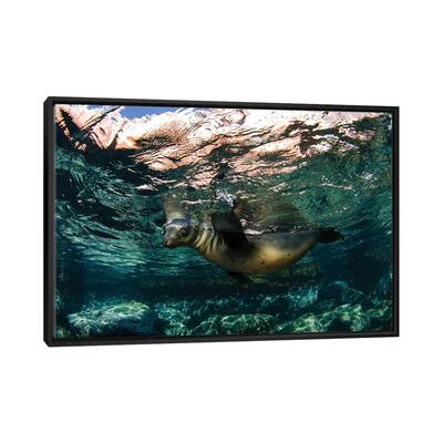iCanvas "California Sea Lion Playing At Surface Near La Paz, Baja California Sur I" by VWPics Framed Canvas Print