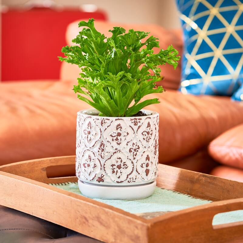 Southern Patio French Rustic White Ceramic 5.9-inch Planter