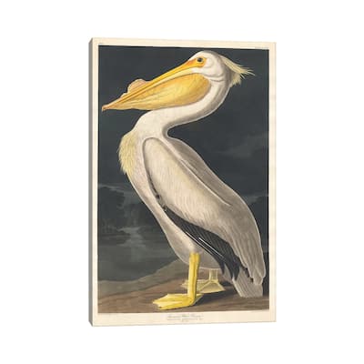 iCanvas "American White Pelican" by John James Audubon Canvas Print