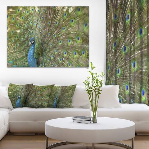 Designart "Beautiful Peacock with Feathers" Animal Canvas Print