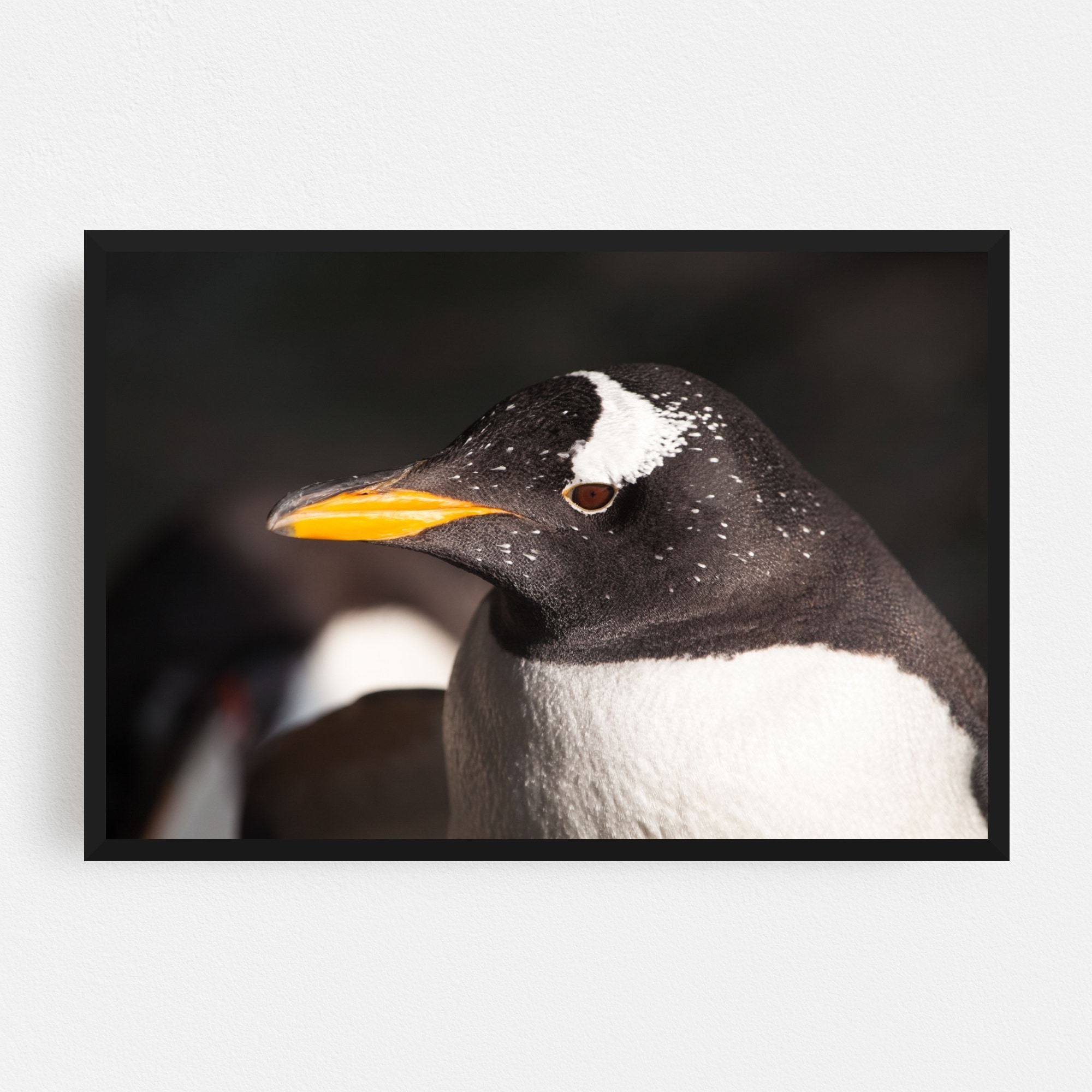 LOVELY BIRDS PENGUIN Animals Canvas Wall Art Picture AN306 MATAGA .