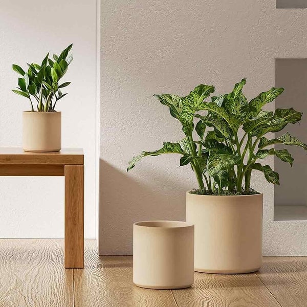 hanging basket spider plant Spider Plant
