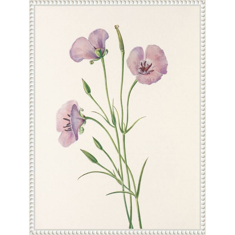 Lilac Mariposa From North American Wildflowers (1925) by Mary Vaux Walcott (18 x 24 in.), Framed Canvas Wall Art Print