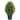 32" Cypress Tree - 32in.